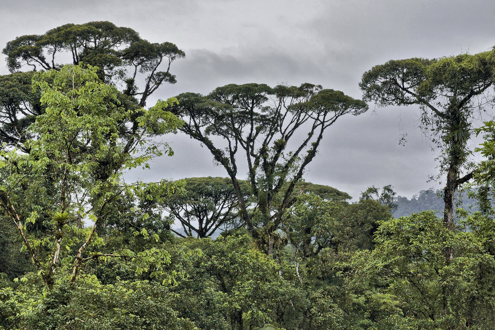 Reaching for the Top – Rainforest Adventures Costa Rica Atlantic, Guápiles, Limón Province, Costa Rica