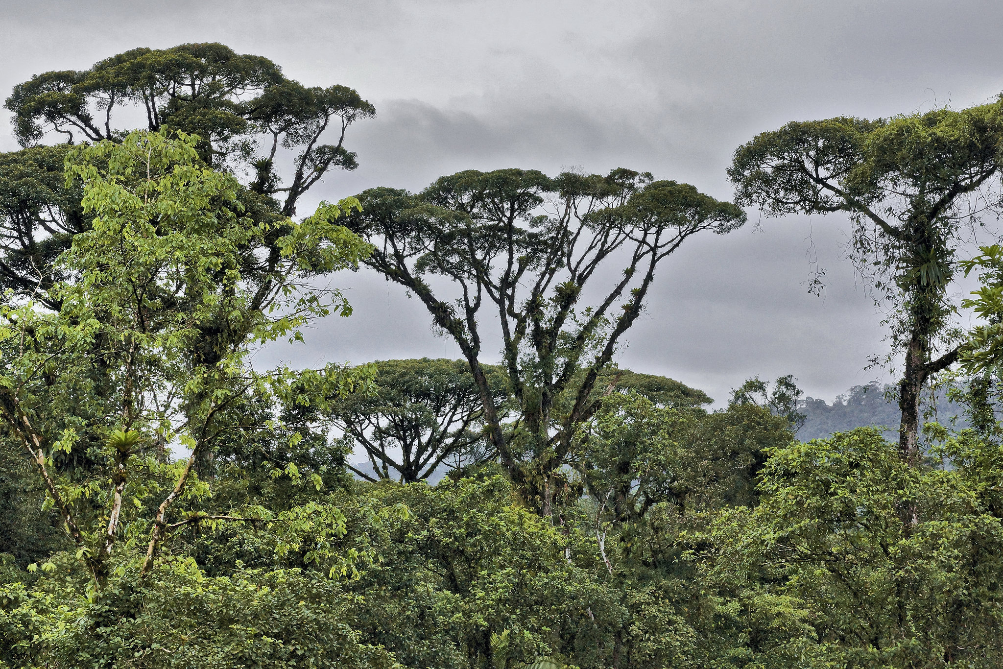 Reaching for the Top – Rainforest Adventures Costa Rica Atlantic, Guápiles, Limón Province, Costa Rica
