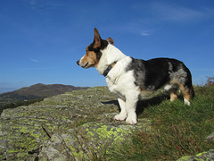 Ieuan above Crummock Water