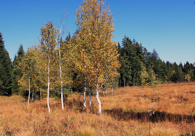 Hochmoor