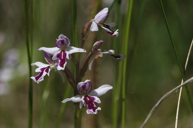 Small Round-leaved Orchid