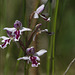 Small Round-leaved Orchid