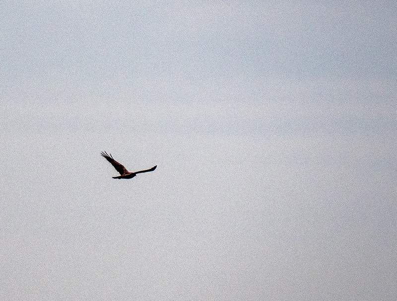 Marsh harrier