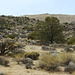 Joshua Tree National Park