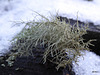 Usnea Lichen