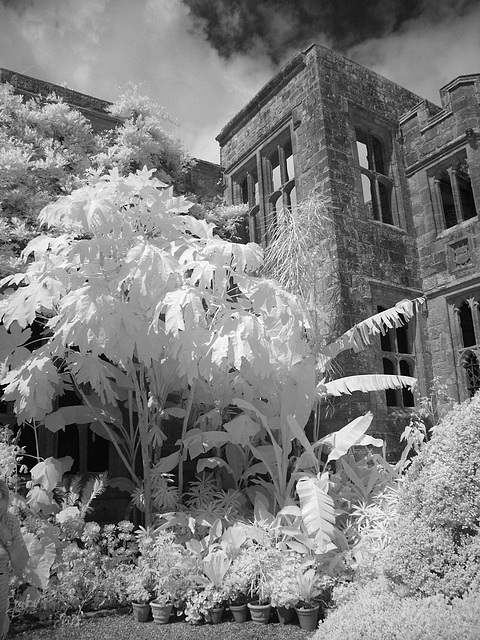 Tropical plant corner