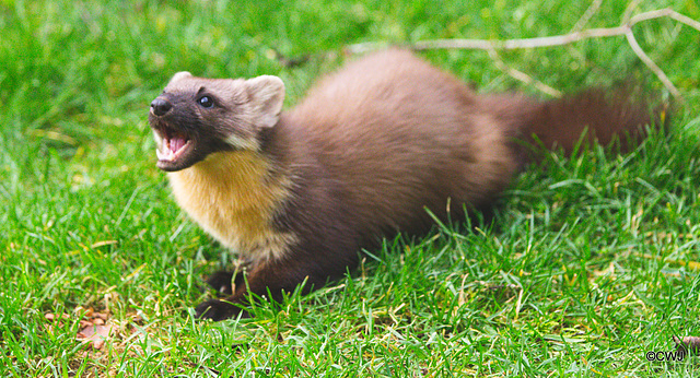 Pine Marten at breakfast this morning