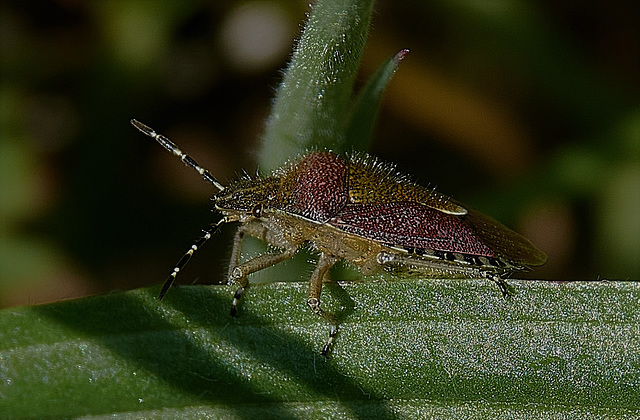 Sloe Bug