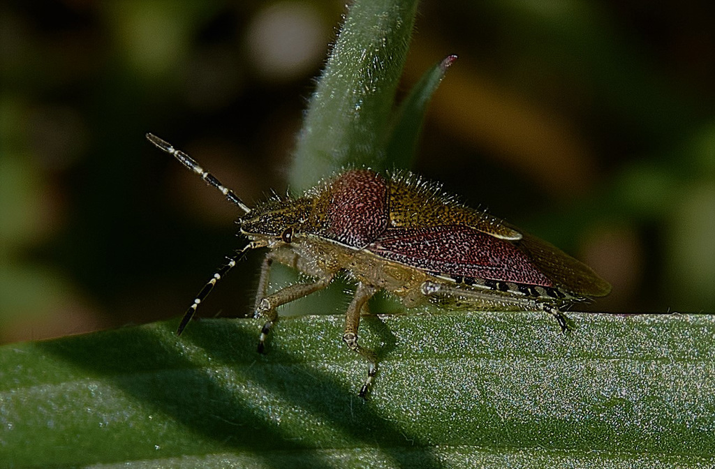 Sloe Bug