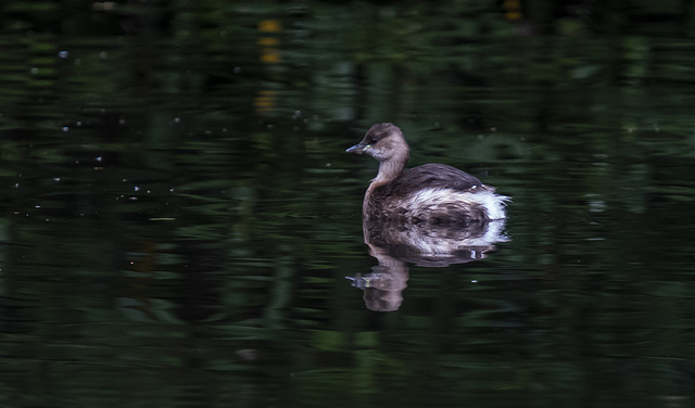 Little grebe