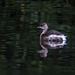 Little grebe