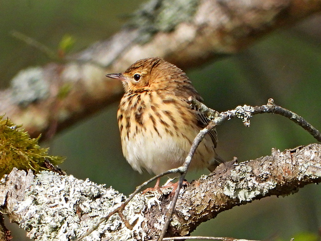 Pipit des arbres