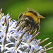 20230723 3002CPw [D~LIP] Kugeldistel, Dunkle Erdhummel (Bombus terrestis), Bad Salzuflen