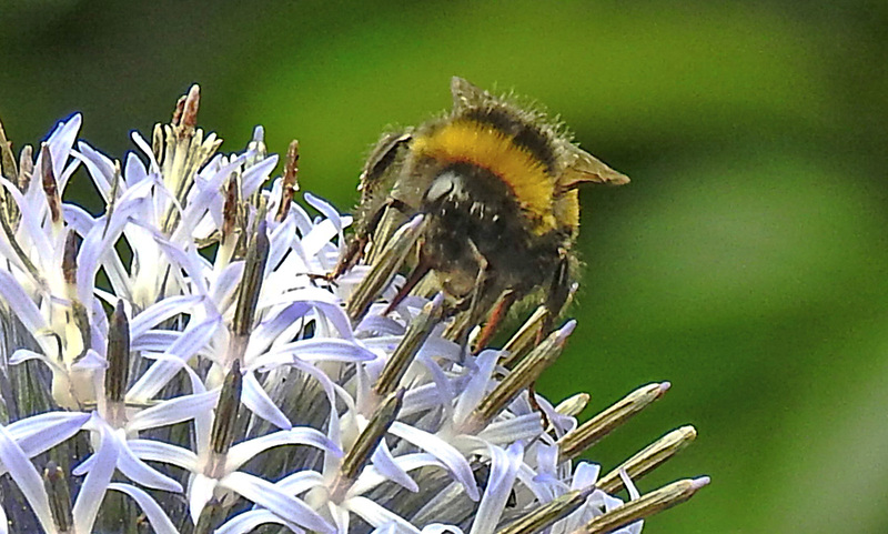 20230723 3002CPw [D~LIP] Kugeldistel, Dunkle Erdhummel (Bombus terrestis), Bad Salzuflen