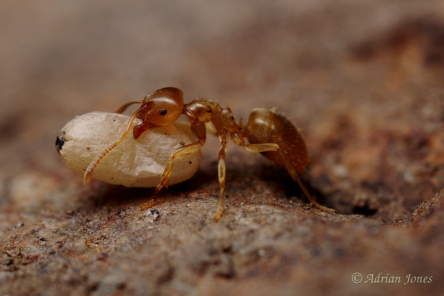 Yellow Meadow Ant (Lasius flavus)