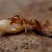 Yellow Meadow Ant (Lasius flavus)
