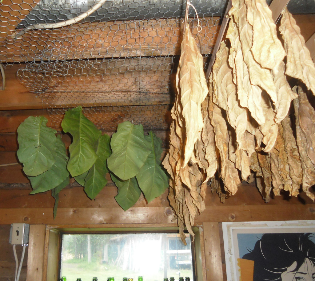 tobacco drying