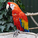 Tropical Birdland (16) - 7 September 2016