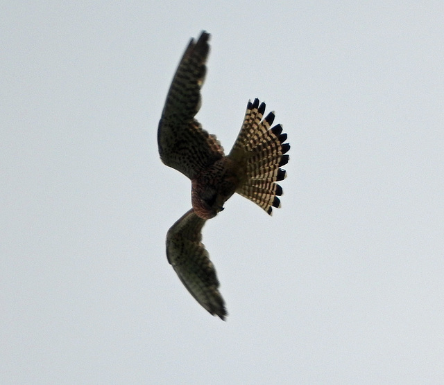 Kestrel hunting