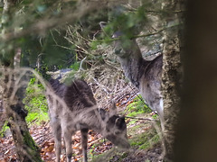 20180405 3559CPw [D~AUR] Rehwild, Schlosswald Lütetsburg, Lütetsburg