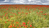 Poppyfield