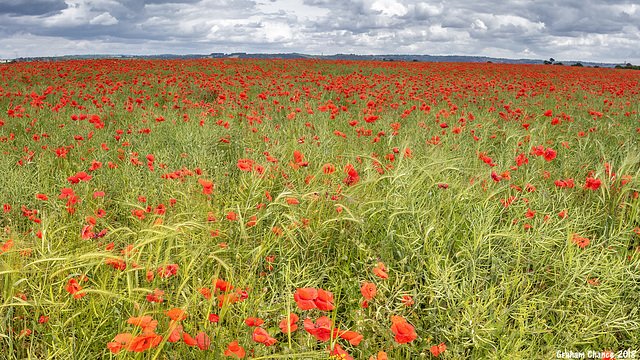 Poppyfield