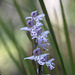 Small Round-leaved Orchid