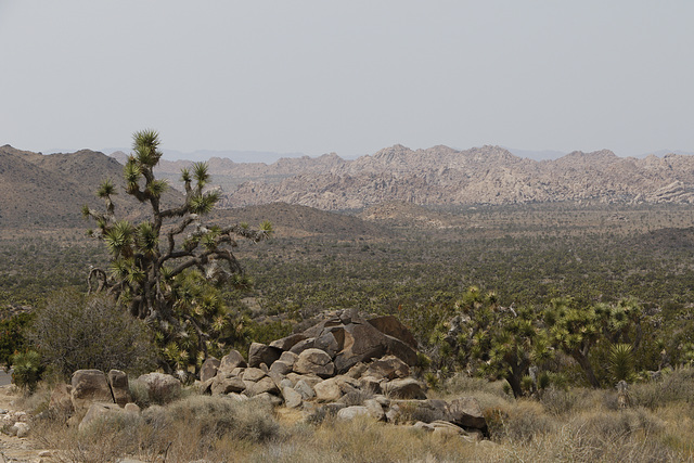 Joshua Tree National Park