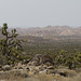 Joshua Tree National Park