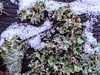 Usnea and Evernia Lichens