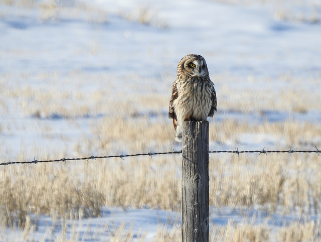 Short-eared Owl