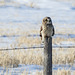 Short-eared Owl