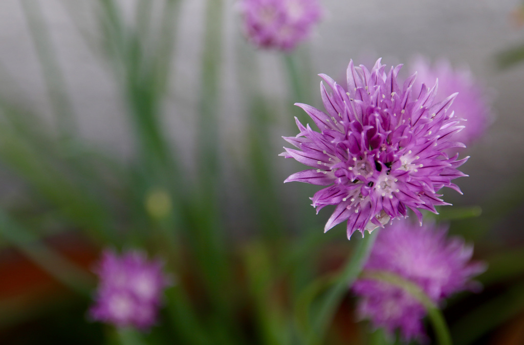Chives