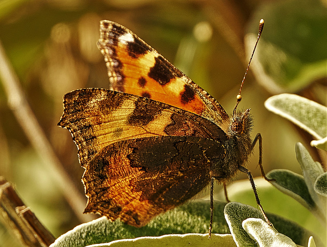 My first butterfly of the year!