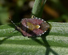 Sloe Bug