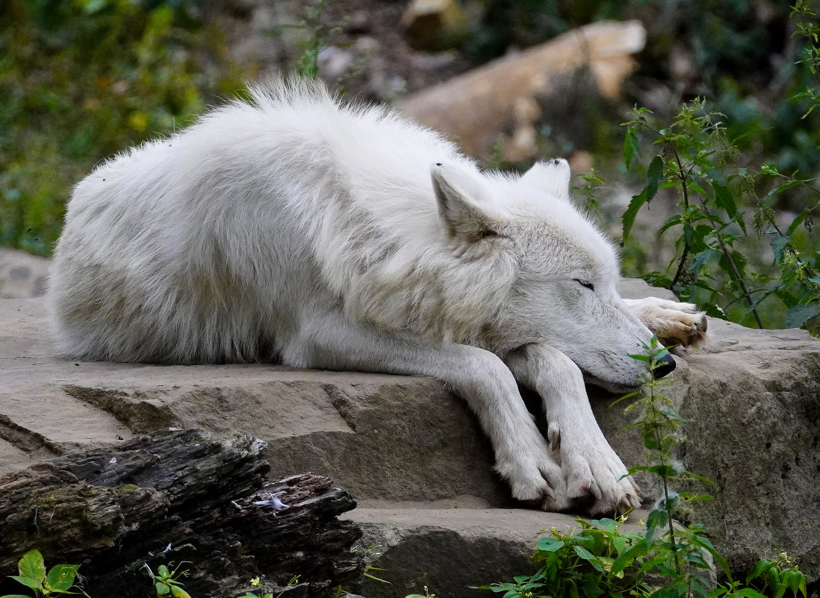 Hudson Bay Wolf