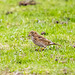 Meadow pippit