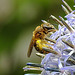 20230723 3007CPw [D~LIP] Kugeldistel, Gelbbindige Furchenbiene (Halictus scabiosae), Bad Salzuflen