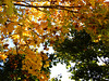 l'automne
