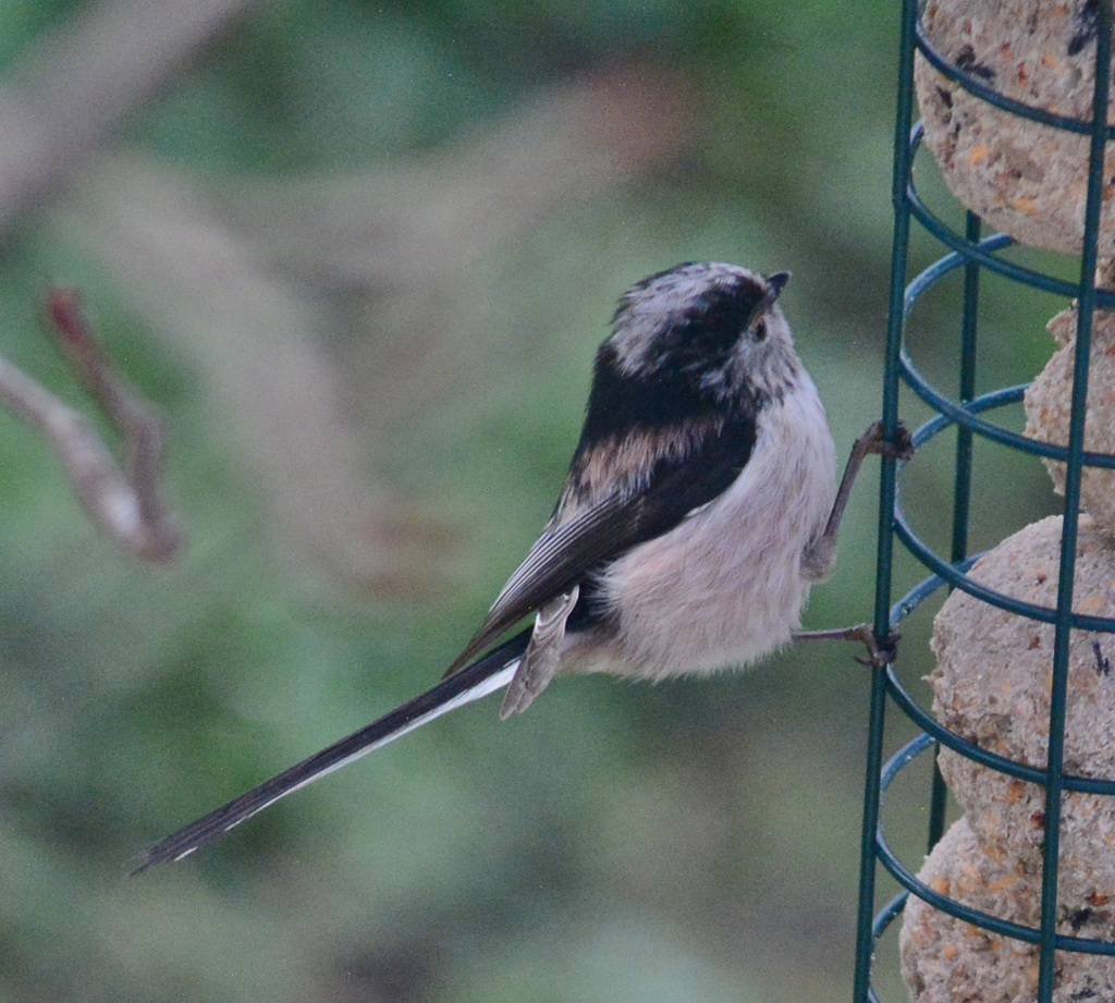 Longtailed Tit