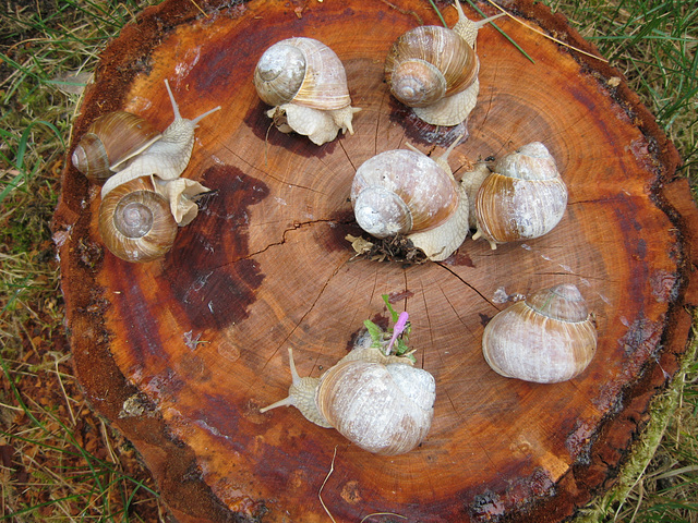 125/365 - Snails meeting/Schneckentreffen