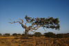 Azinheira, Quercus ilex, Alentejo