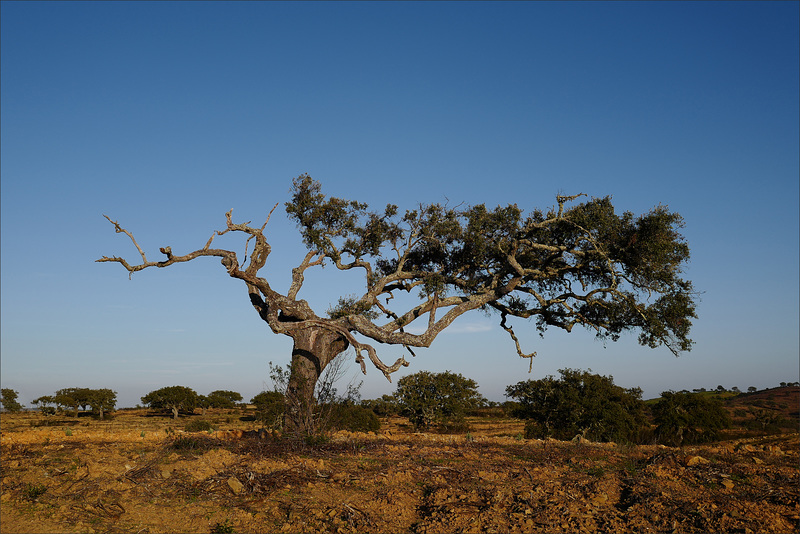 Azinheira, Quercus ilex, Alentejo