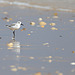 Entre sable et mer (Bécasseau sanderling, plumage intermédiaire)