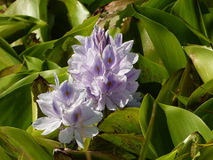 Water Hyacinth / Eichhornia crassipes, Nariva Swamp afternoon