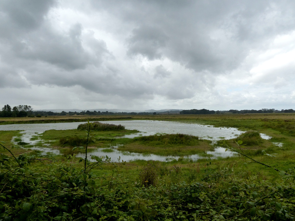 Pulborough Brooks (2) - 27 July 2017