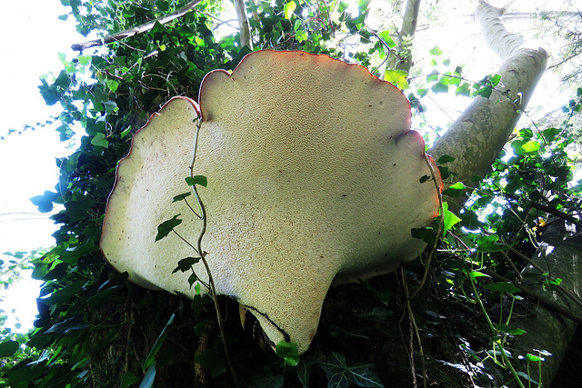 bracket fungus, eastwell (3)