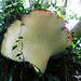 bracket fungus, eastwell (3)