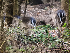 20180405 3560CPw [D~AUR] Rehwild, Schlosswald Lütetsburg, Lütetsburg