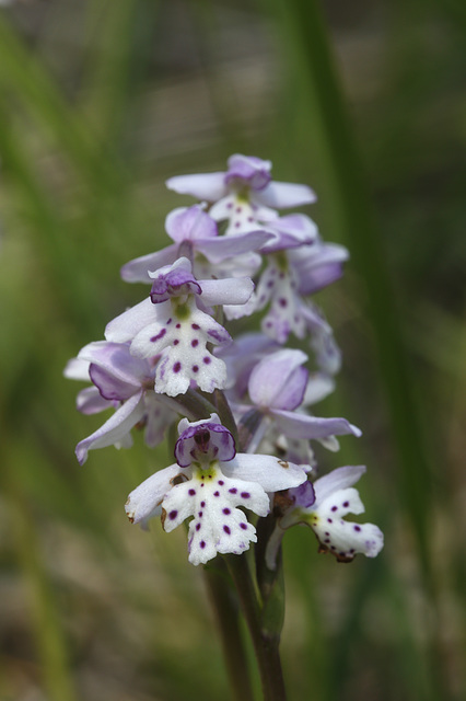 Small Round-leaved Orchid